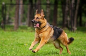 Ladram e mordem: 26 raças de cães mais agressivas – e as 25 mais dóceis