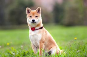 Se surpreenda com o preço de um Shiba Inu, o cão que virou criptomoeda
