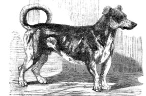 “Diferentões”: 5 raças extravagantes de cachorros que sumiram do mapa