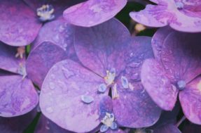 “Minha violeta não dá flor”: descubra o que deve ser feito