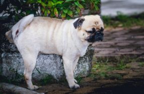 Xixi de cachorro enferruja o portão: aprenda a afastar o problema