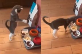 Gato feliz diante de banquete viraliza em vídeo na internet