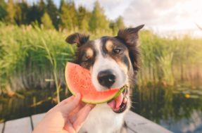 7 frutas que o seu cão irá amar e que fazem bem para a saúde dele