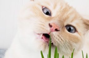 Faça seu gato feliz e economize: descubra os segredos de plantar catnip em casa