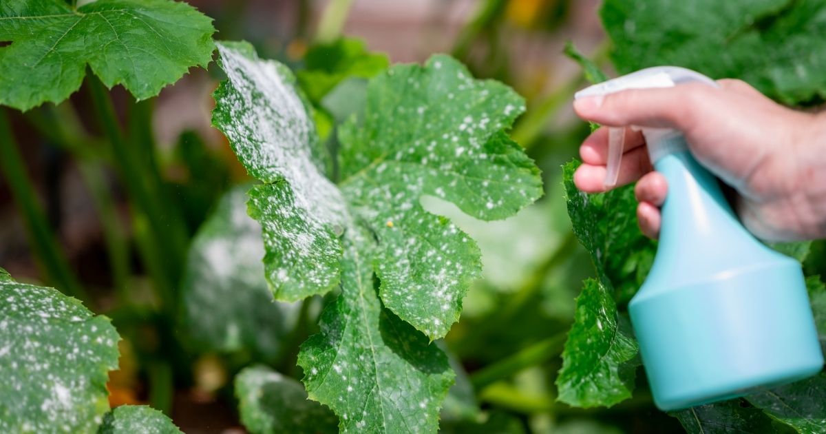 Fungo branco aprenda como remover essa praga do seu jardim hoje