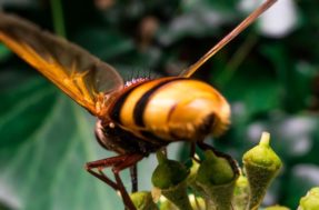 Os 5 insetos mais perigosos e agressivos do planeta Terra