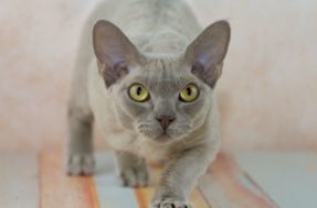 Cientistas desenvolvem método para medir psicopatia em gatos