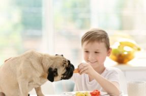 Gulosos! 4 raças de cachorro que amam comer