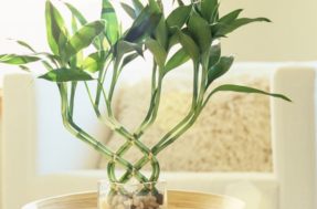 8 plantas para cultivar na água e inovar na decorar da sua casa