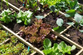 Como fazer horta em casa: passo a passo, o que plantar, o que precisa