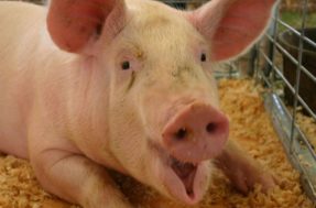 Superbactéria encontrada em porcos pode chegar a humanos, diz estudo