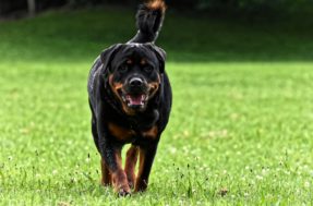 5 raças de cães proibidas em diferentes países e os motivos das restrições