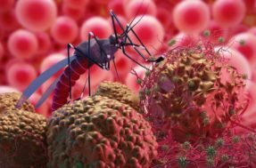 Estudos apontam risco de nova pandemia por zika vírus