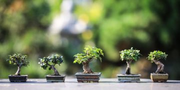 Bonsai