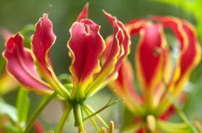Diferentes e inusitadas: conheça as flores mais raras do mundo