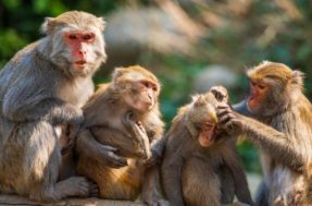 A terapia está em dia? Teste do macaco revela como você lida com as emoções