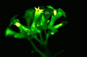 Plantas que brilham no escuro podem se tornar tendência