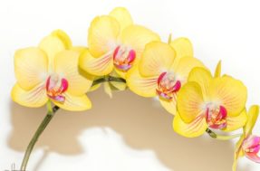 Por que você merece colocar uma orquídea amarela dentro de casa?
