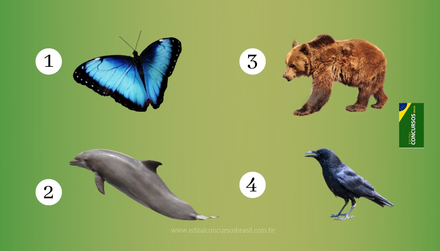 Quiz de animais com perguntas e respostas #quiz #animais #animal #perg