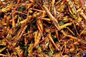 Entenda as razões do aumento do consumo de insetos comestíveis