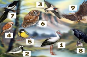 Escolha um dos pássaros e se surpreenda com o teste de personalidade