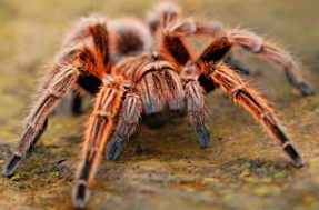 Aracnofobia? Confira o top 8 aranhas mais perigosas do mundo