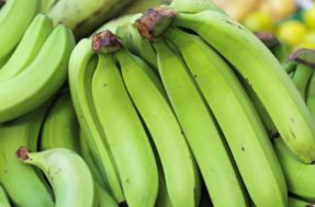 Comer banana verde todos os dias pode evitar câncer; diz estudo