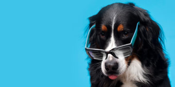 cachorro usando oculos