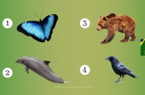 Saiba o que cada animal pode revelar sobre a sua personalidade