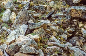 Teste de visão e percepção: encontre o animal no meio das pedras