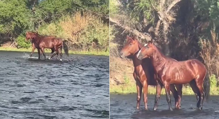¿Qué es esta magia?  Video que muestra caballos flotando en el agua