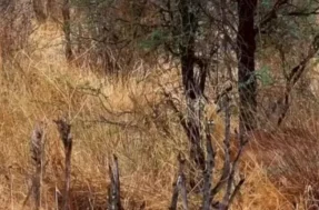 Teste os seus limites: encontre o cervo na imagem em 20 segundos