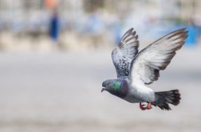 Bizarro! Doença que ataca pombos e os transforma em “zumbi” assusta especialistas