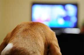 É verdade que deixar a televisão ligada afeta a saúde dos cachorros?