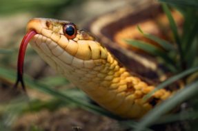 Cientistas fazem aviso: cobras podem ouvir e você precisa saber disso