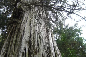 Curiosidade: descubra onde foi encontrada a árvore mais velha do mundo