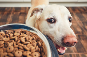 Se você ama seu cachorro de verdade, JAMAIS dê a ele estes 10 alimentos