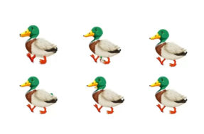 Missão impossível: quantos patos você consegue encontrar em 30 segundos?