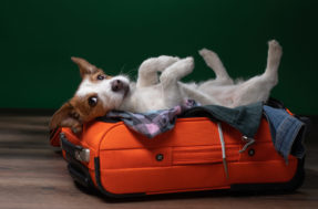 Tudo que você precisa saber sobre viajar de avião com um cachorro