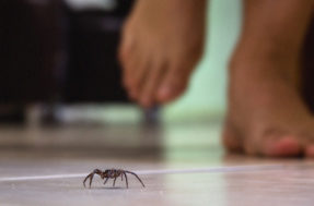 3 ingredientes da cozinha podem evitar uma infestação de aranhas em casa