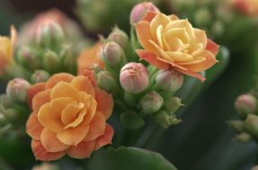 Atraia riqueza cultivando flor-da-fortuna, planta que promove boas energias