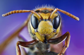 Rostos de insetos vistos de perto mostram uma realidade ASSUSTADORA; formiga é o destaque