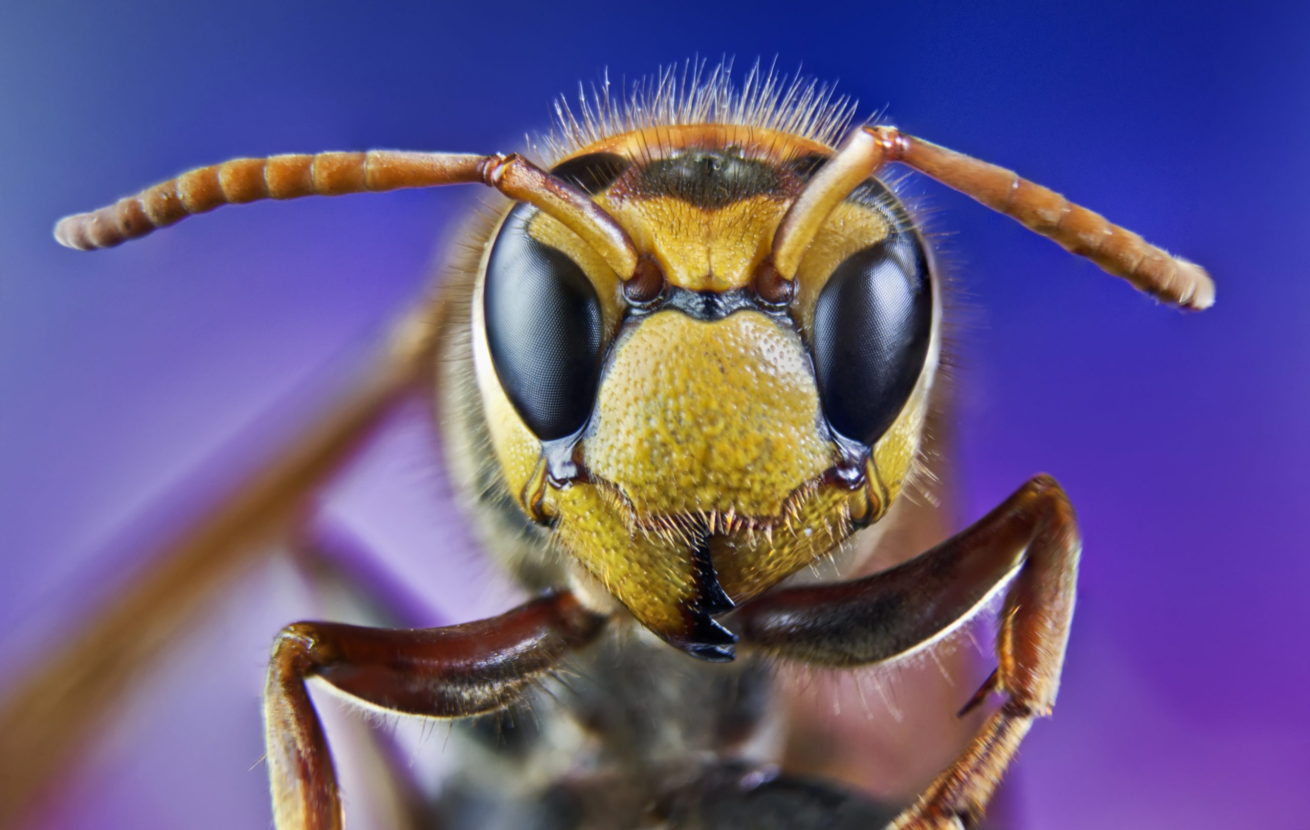 Fotógrafo mostra como é o rosto de uma formiga de perto: 'Assustador