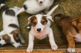 Bacon Augusto e Soneca: creche de cães viraliza no TikTok ao revelar nomes dos pets