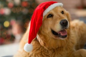 Proteja seu pet! 6 alimentos típicos do Natal podem ser mortais para cães