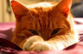 Mito ou verdade: gatos laranjas são mais dóceis em relação aos outros?