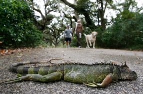 VÍDEO! Por que está chovendo iguanas ‘congeladas’ nos Estados Unidos?