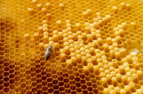 Desafio do mel que está deixando todo mundo viciado; encontre o inseto!