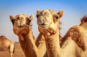Como se diz o coletivo de camelo? Erro de português é um dos mais comuns