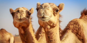 Desafio dos camelos confunde: consegue descobrir o erro na imagem?